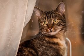 domestic cat outside the window
