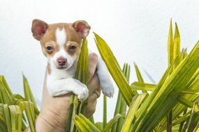 Chihuahua puppy on the hand among the grass