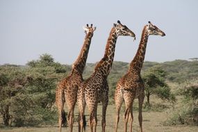 three Giraffe