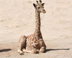 giraffe lies in the sand