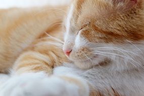 sleepy domestic cat