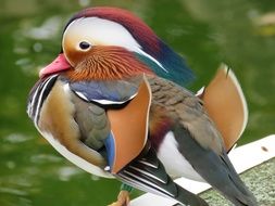 Mandarin duck in wildlife