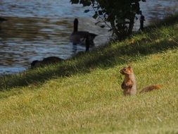 Squirrel in a grass near the water