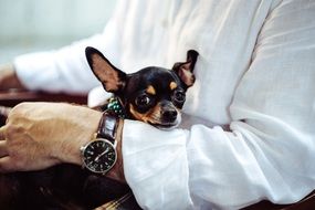 tiny chihuahua in arms close-up