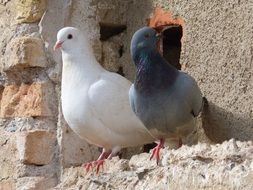 white and gray pigeons