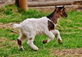 goatling in the wildpark poing