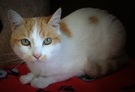 serious domestic cat with green eyes