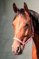 portrait of a beautiful brown horse