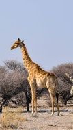 giraffe in a national park in namibia