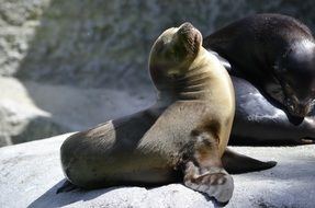 Robbe Seal Baby