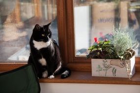 black and white Cat sits on Window Sill at flower box