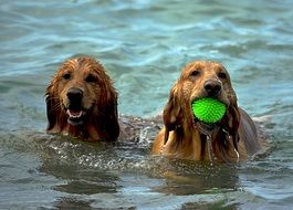 Dogs in the water