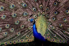 beautiful peacock in the tropics