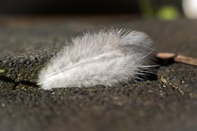 White Feather on the ground