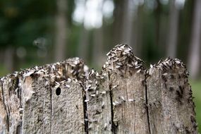 chopped a tree attacked by midges