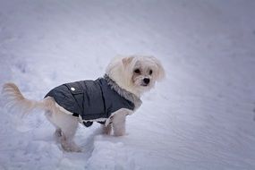 Maltese in the snow