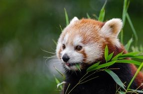 Red Panda in the nature