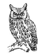 drawing of a screech owl