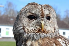 Tawny Owl