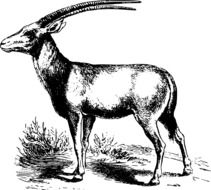 drawing of an antelope