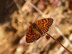 Butterfly Orange