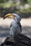 hornbill bird closeup