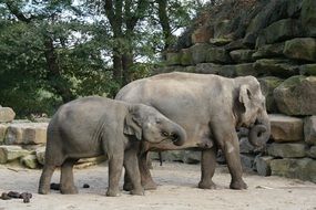 elephant with a cub in the aviary