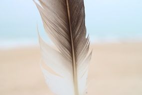 grey feather birds
