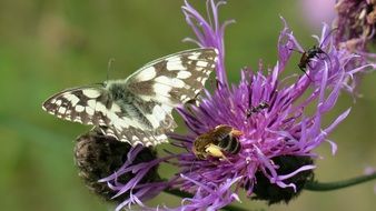 black-white butterfly and insects on a flowering plant close up