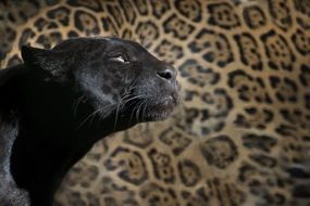 black panther under the bright sun