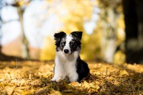 Australian Shepherd Mini