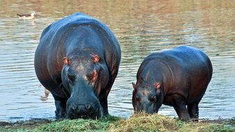 Hippopotamus Africa