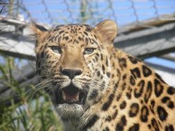 leopard in the aviary close-up