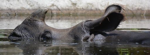 rhinoceros deep in water