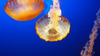 jellyfish in blue water