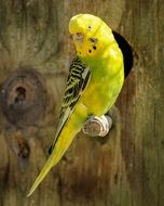 yellow parrot on a perch close-up
