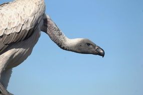 long-necked vulture