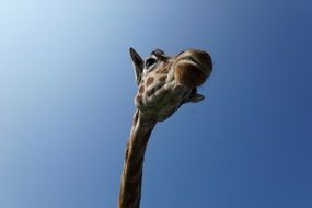 incomparable Giraffe, serengeti