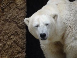 Sad White Polar bear in the zoo