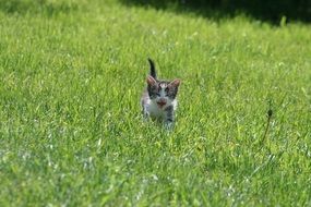 kitten meows in the field