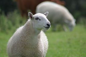 white sheep on pasture