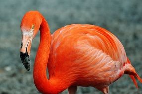 pink flamingo in hellabrunn zoo