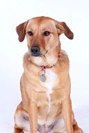 portrait of a dog with intelligent eyes