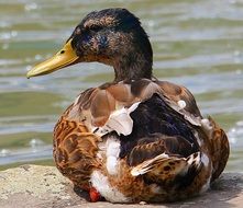 brown Duck lying on stone at water