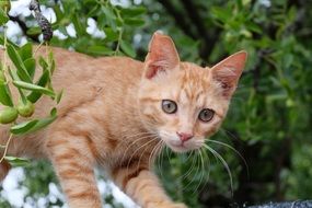 scared red cat
