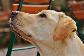 Sweet Animal Pet