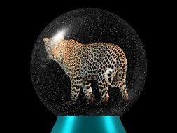 clipart of Leopard in the glass ball