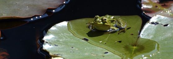 green frog on the lily pad