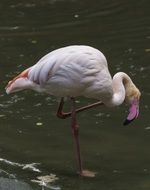 graceful flamingo in the zoo