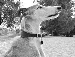 Dog Animal Greyhound black and white photo